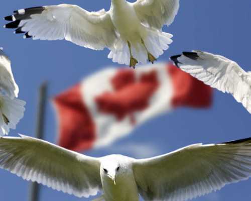 温哥华 新移民生活状态【加拿大温哥华和多伦多哪个好，移民到底该pick哪一个